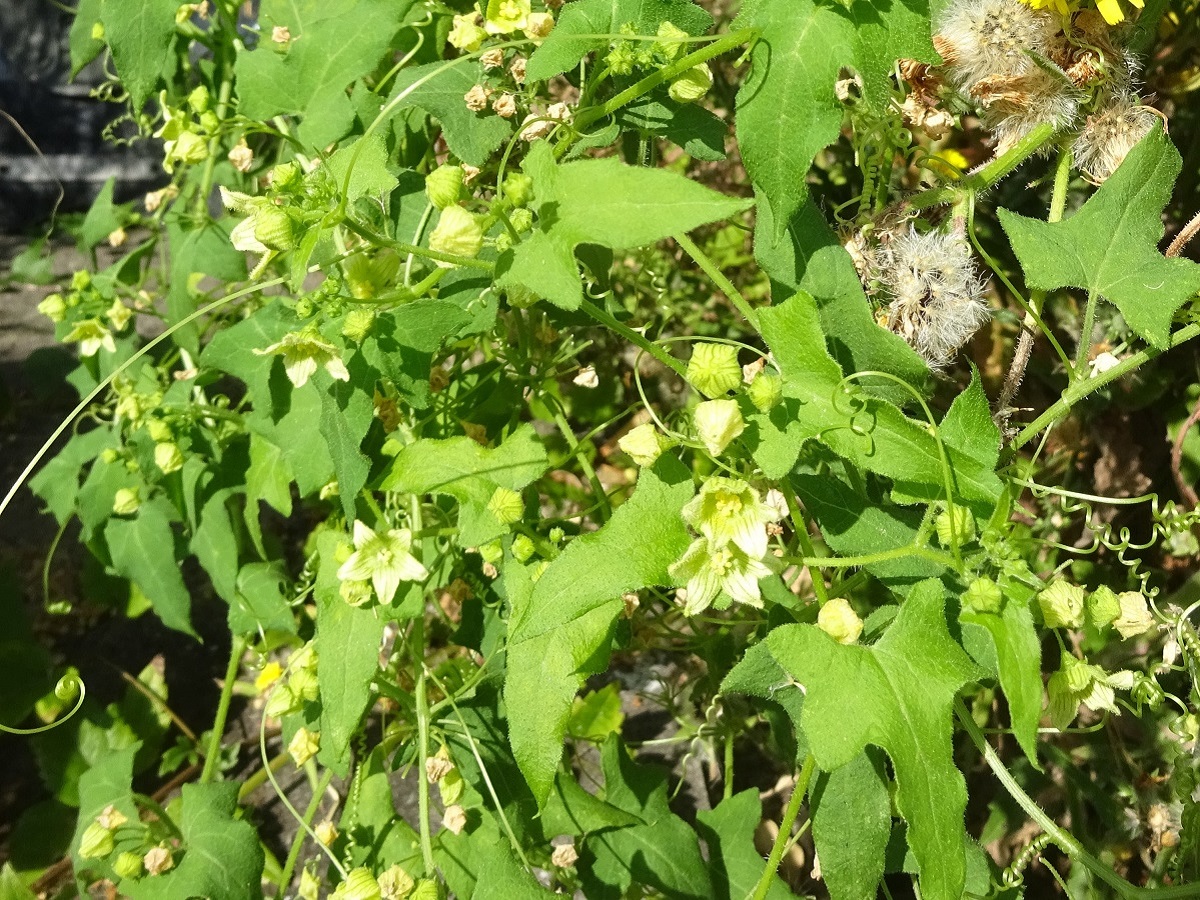 Bryonia dioica (Cucurbitaceae)